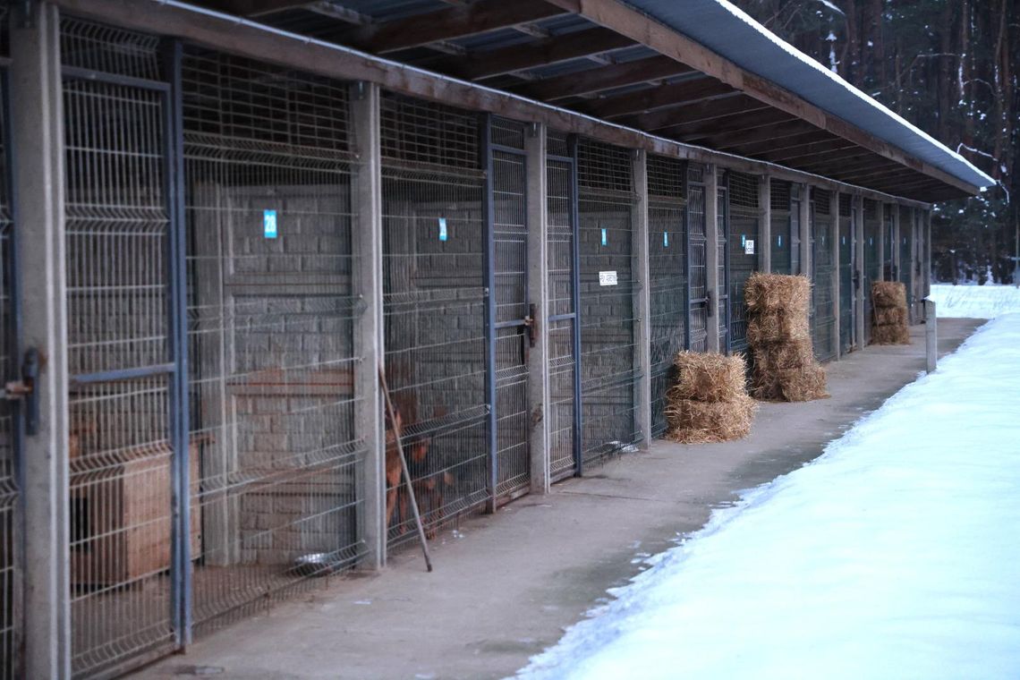 Schronisko w Sobolewie zamknięte! Premier komentuje. Co ze zwierzętami?