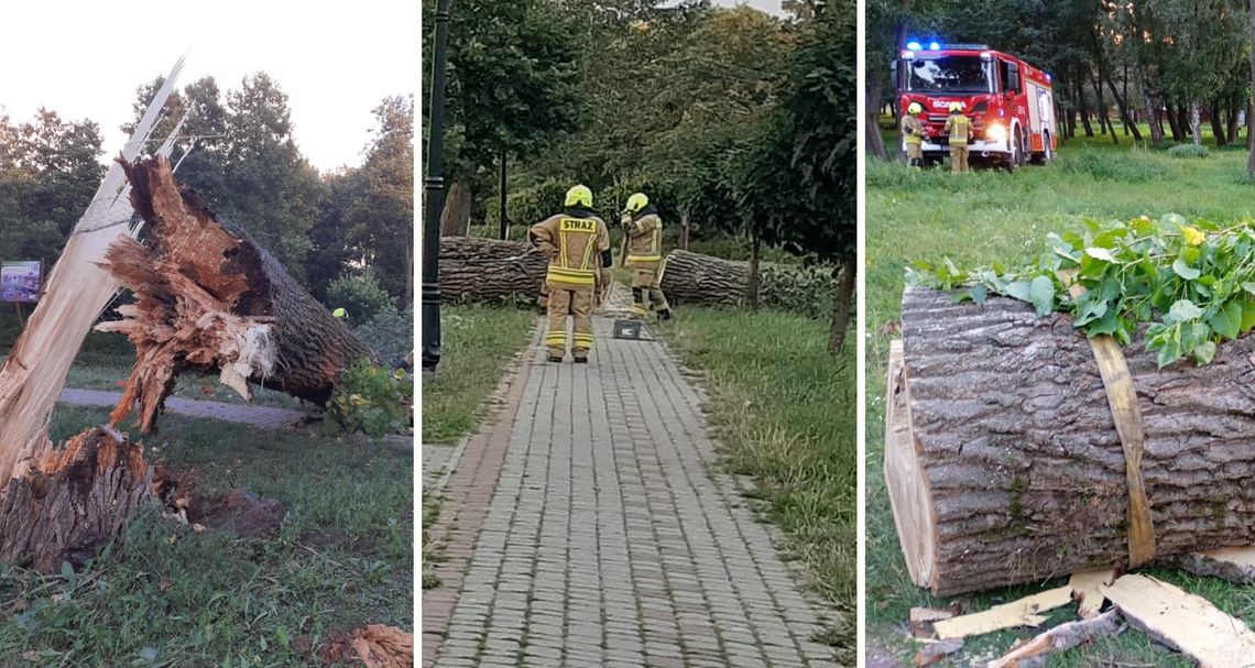 Silny wiatr łamał drzewa w powiecie. Ogromny konar spadł na chodnik w Garwolinie