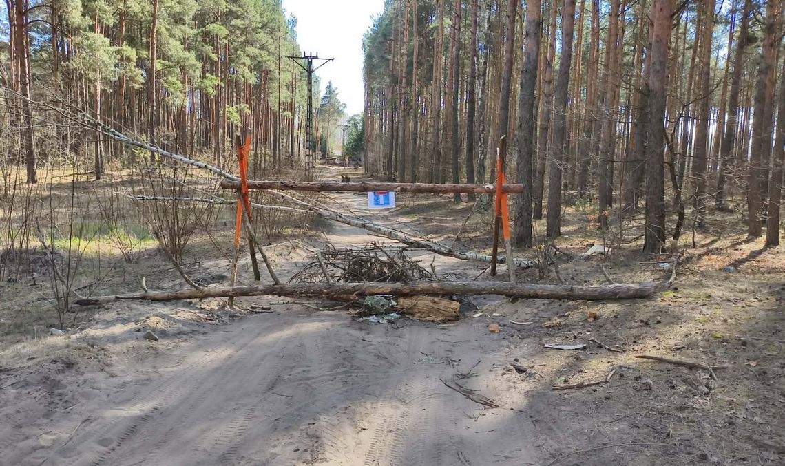 Skracasz drogę w Wildze? Uważaj na mandat