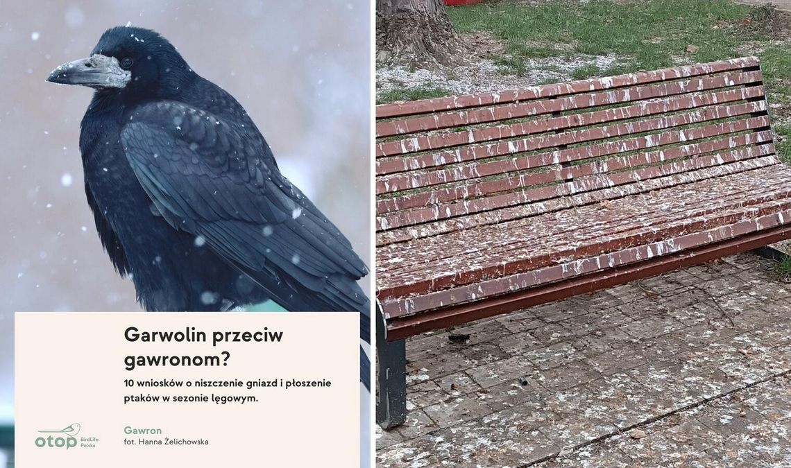 Spór o gawrony w Garwolinie. OTOP protestuje, miasto odpowiada