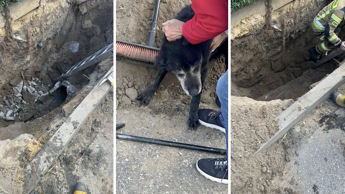 Strażacy dwa dni walczyli o życie psa uwięzionego w kanale burzowym
