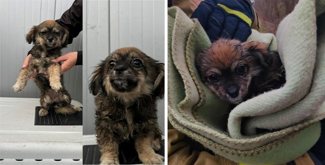 Szczeniak w rzece uratowany przez strażaków z OSP Trzcianka. Zwierzę trafiło do schroniska