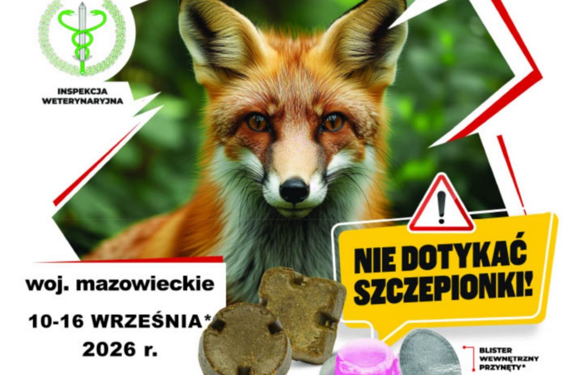 Szczepienie lisów przeciwko wściekliźnie. Od 10 września ważne zasady dla mieszkańców Mazowsza Szczepienie lisów przeciwko wściekliźnie. Od 10 września ważne zasady dla mieszkańców Mazowsza