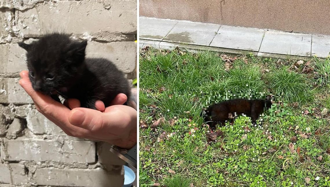 Trąbki: Kto truje zwierzęta na osiedlu?