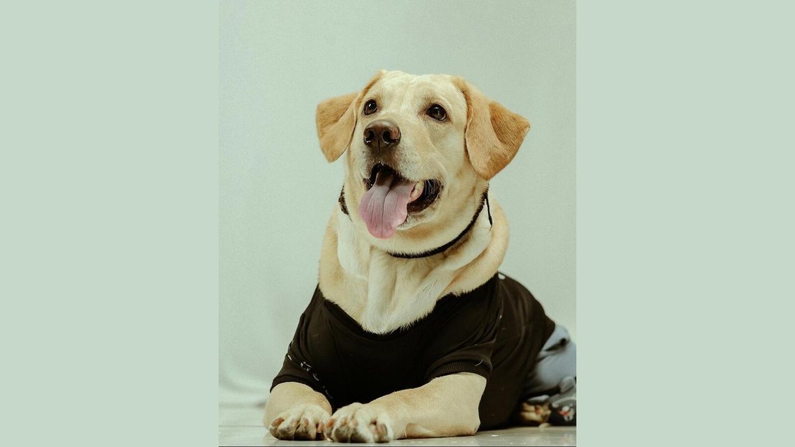 Ubrania dla psa – kiedy naprawdę warto ubrać pupila i jak zrobić to z głową