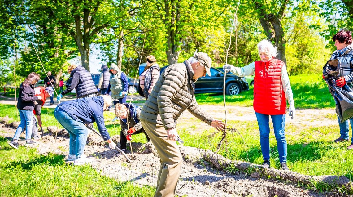 Uścieniec: Aleja Klonowa i historyczne odkrycie przy miejscu pamięci