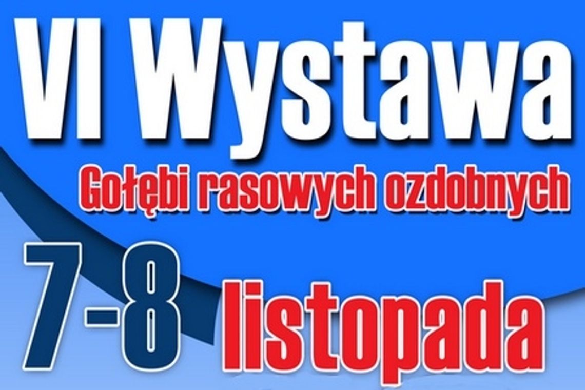 W listopadzie tradycyjna wystawa gołębi