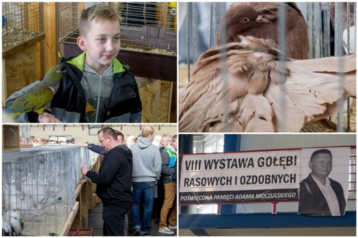 Wystawa Gołębi Rasowych i Ozdobnych po raz ósmy