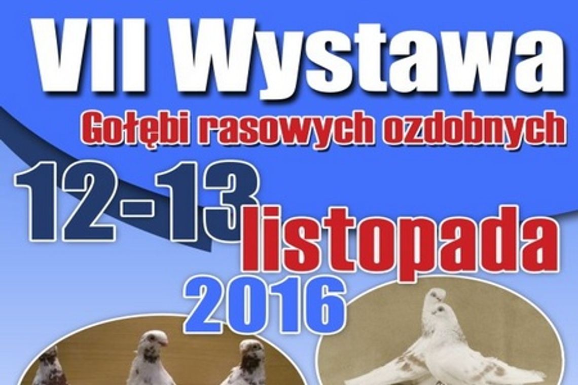 Wystawa gołębi rasowych już po raz siódmy w Garwolinie