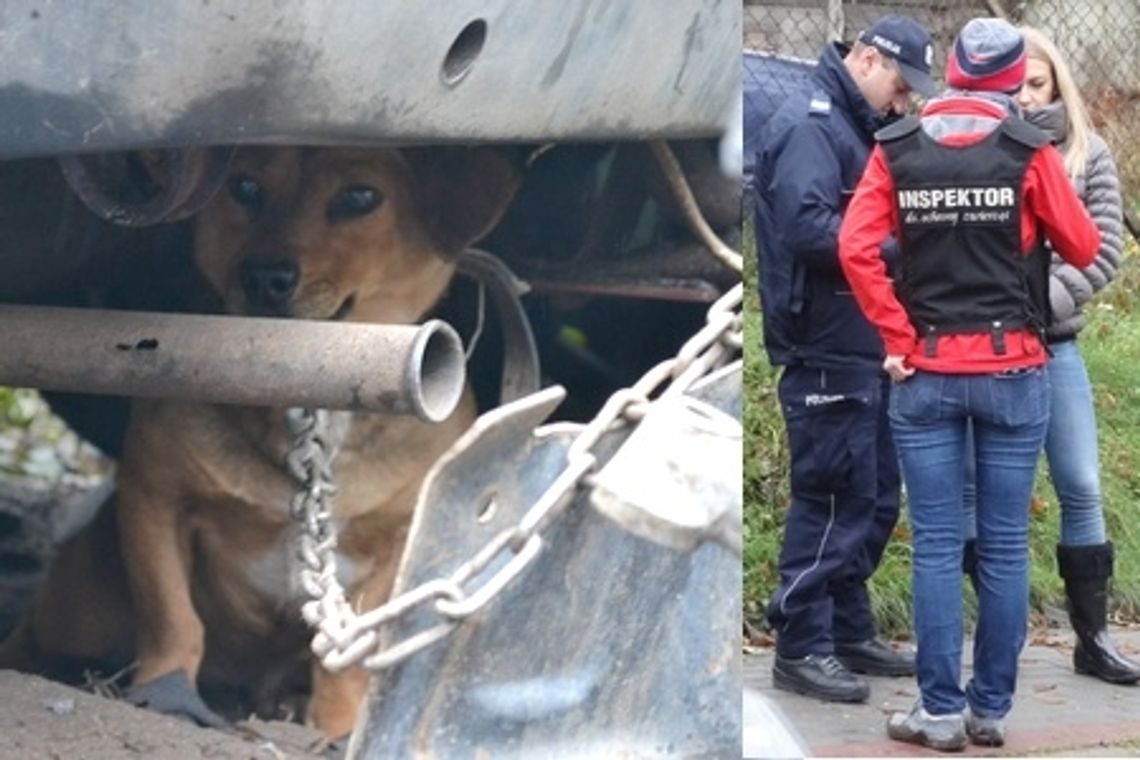 Żelechów: Gehenna psów 100 metrów od urzędu miasta