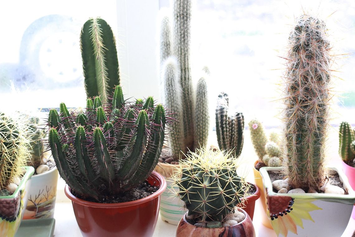 Żółte tablice lepowe – dlaczego powinny być w każdej doniczce