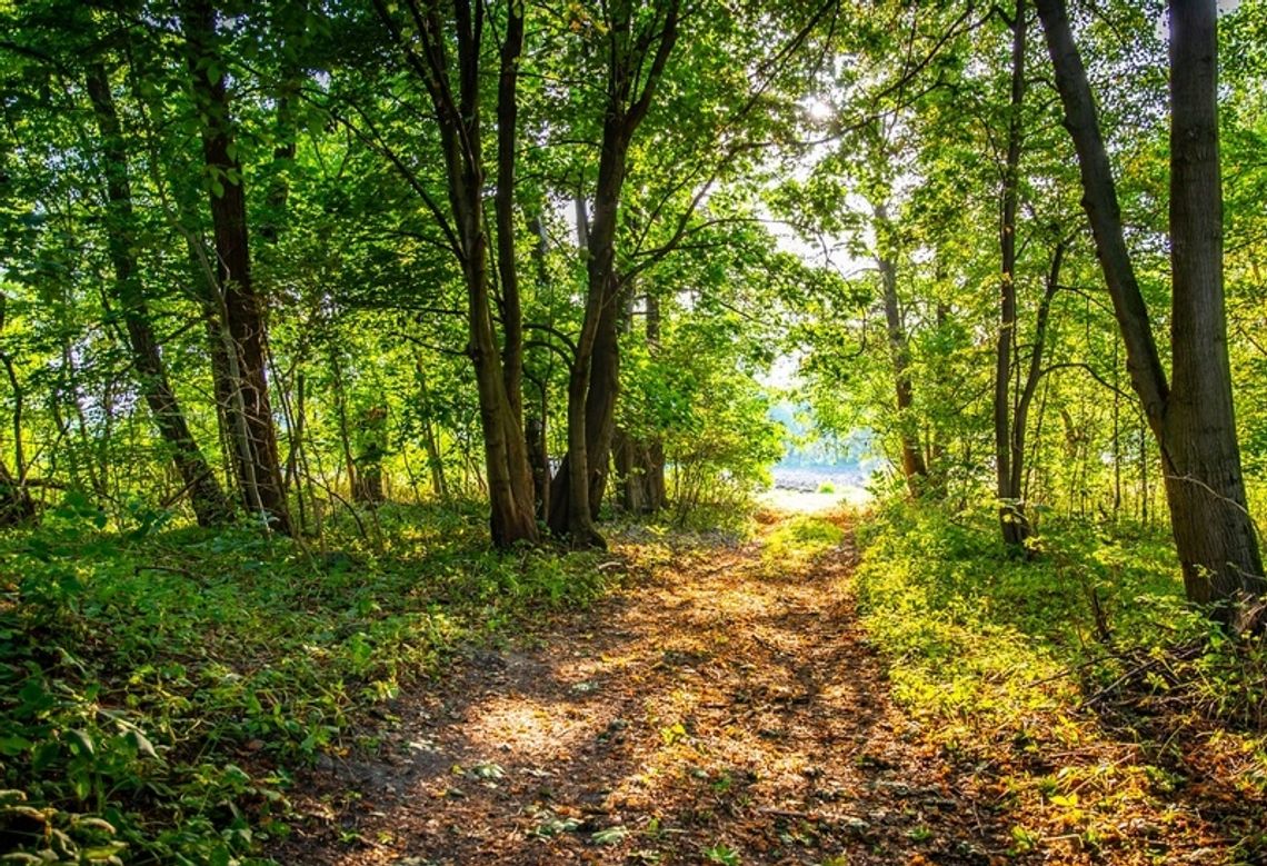 Zrewitalizują park i pozostałości po dworze