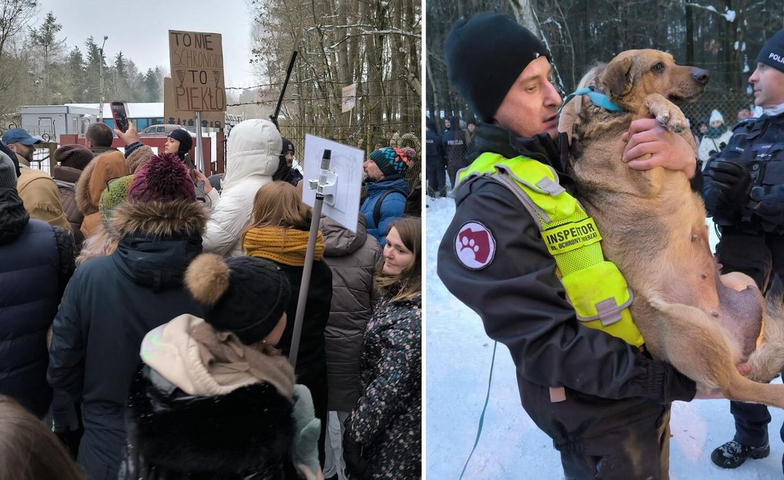 Zwierzęta z zamkniętego schroniska w Sobolewie zabezpieczane. Trwa akcja ratunkowa DIOZ i fundacji