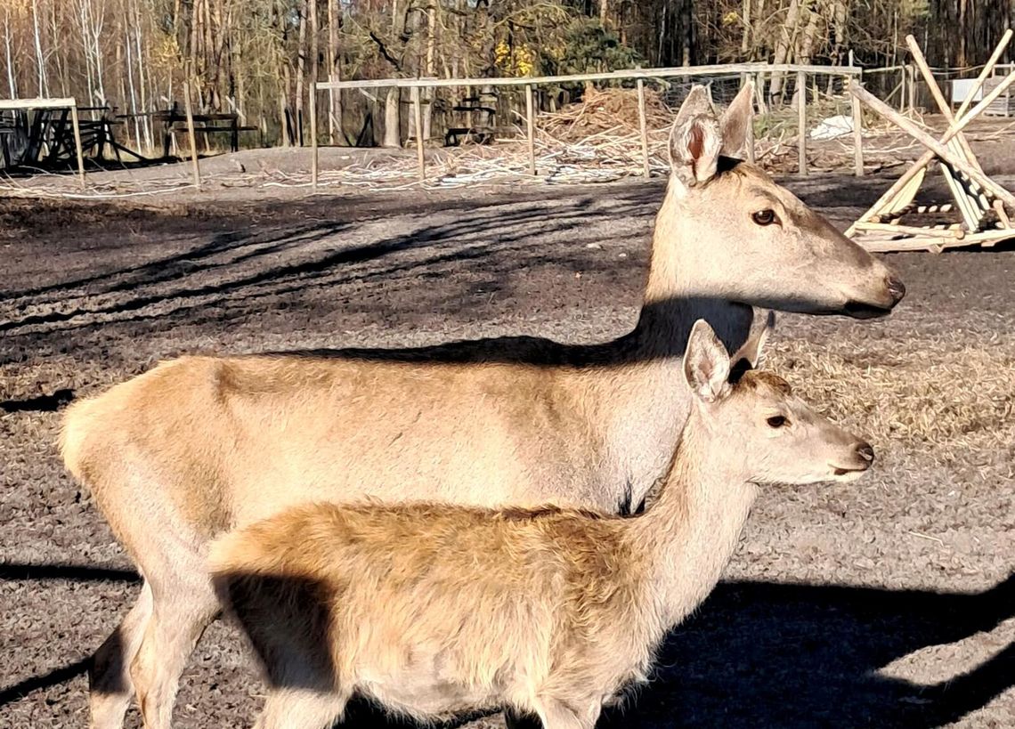 Zwrot w sprawie zagrody w Cyganówce. Nadleśnictwo wycofuje wypowiedzenie umowy