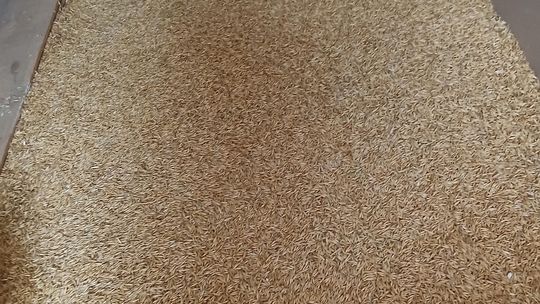 Sprzedam owies Sprzedam owies