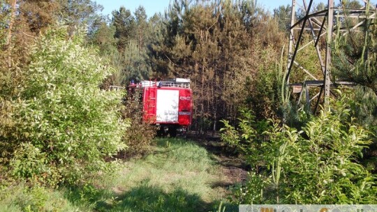 Groźny pożar lasu w gm. Sobolew