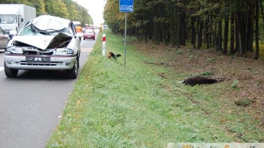 Zderzenie z łosiem na 17