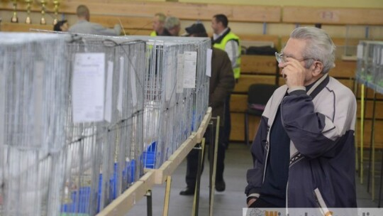 Takie gołębie tylko w Garwolinie