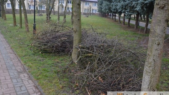 Mieszkańcy zbulwersowani wycinką w szkole.  ?Zdewastowano zieloną wyspę?