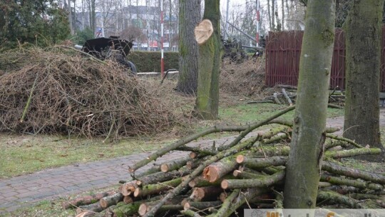 Mieszkańcy zbulwersowani wycinką w szkole.  ?Zdewastowano zieloną wyspę?