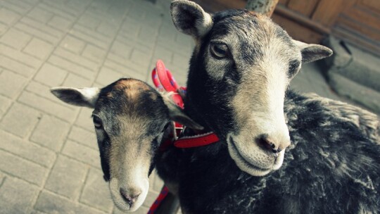 Jestem bedokiem. Kocham Garwolin ? Festiwal garwolaków