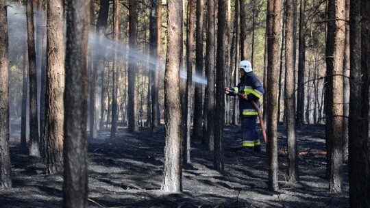 Pożar lasu pod Garwolinem. Zaczęło się od podpalenia pociętej hondy