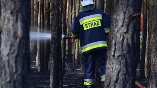 Pożar lasu pod Garwolinem. Zaczęło się od podpalenia pociętej hondy