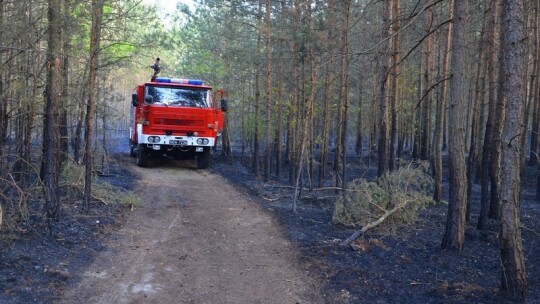 Pożar lasu pod Garwolinem. Zaczęło się od podpalenia pociętej hondy