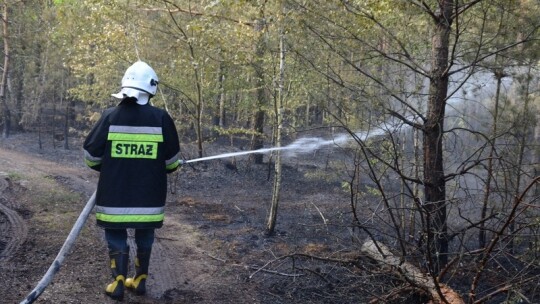 Pożar lasu pod Garwolinem. Zaczęło się od podpalenia pociętej hondy