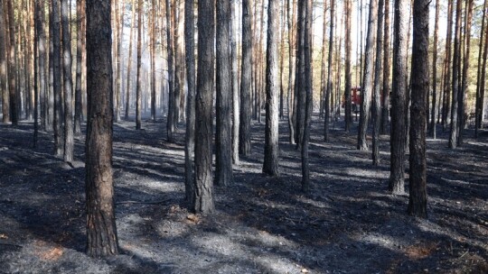 Pożar lasu pod Garwolinem. Zaczęło się od podpalenia pociętej hondy