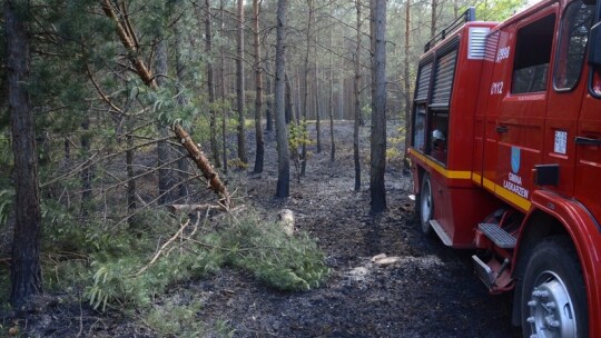 Pożar lasu pod Garwolinem. Zaczęło się od podpalenia pociętej hondy