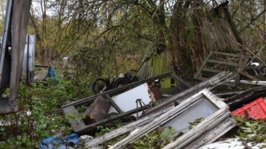 Żelechów: Gehenna psów 100 metrów od urzędu miasta