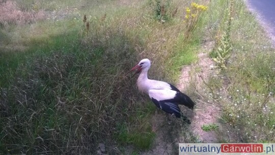 Strażacy pomogli rannemu bocianowi!