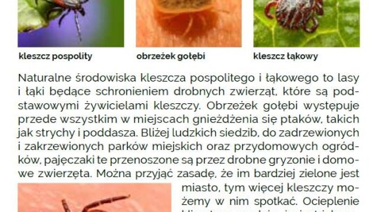 Poznaj kleszcze od podszewki