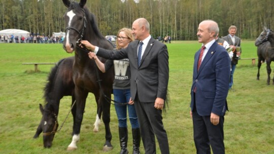 Jubileuszowa wystawa hodowców koni w Górkach [wideo]