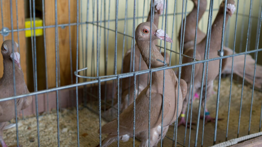 Wystawa Gołębi Rasowych i Ozdobnych po raz ósmy Wystawa Gołębi Rasowych i Ozdobnych po raz ósmy