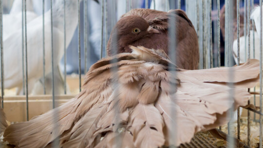 Wystawa Gołębi Rasowych i Ozdobnych po raz ósmy Wystawa Gołębi Rasowych i Ozdobnych po raz ósmy