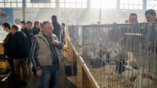 Wystawa Gołębi Rasowych i Ozdobnych po raz ósmy Wystawa Gołębi Rasowych i Ozdobnych po raz ósmy