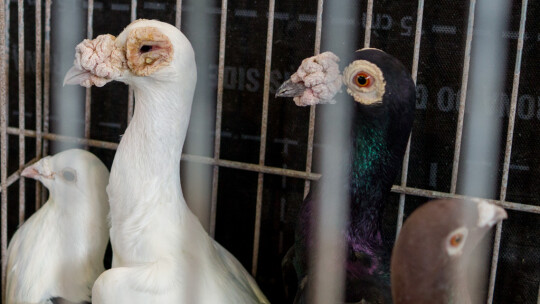 Wystawa Gołębi Rasowych i Ozdobnych po raz ósmy Wystawa Gołębi Rasowych i Ozdobnych po raz ósmy
