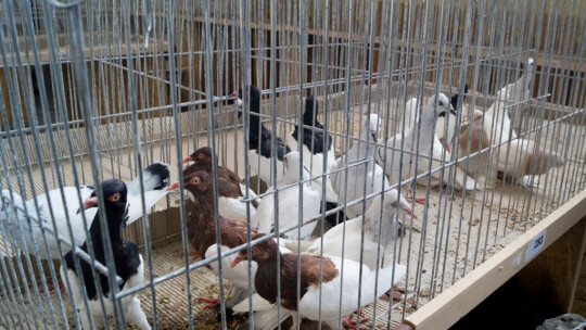 Wystawa Gołębi Rasowych i Ozdobnych po raz ósmy Wystawa Gołębi Rasowych i Ozdobnych po raz ósmy