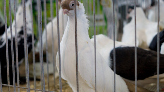 Wystawa Gołębi Rasowych i Ozdobnych po raz ósmy Wystawa Gołębi Rasowych i Ozdobnych po raz ósmy