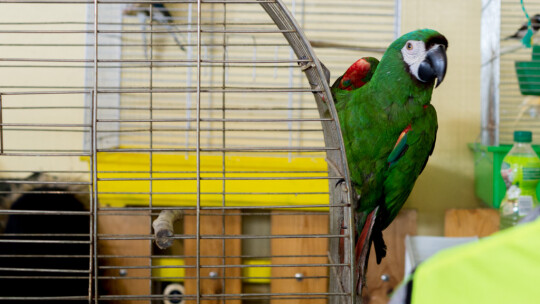 Wystawa Gołębi Rasowych i Ozdobnych po raz ósmy Wystawa Gołębi Rasowych i Ozdobnych po raz ósmy