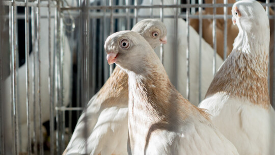 Wystawa Gołębi Rasowych i Ozdobnych po raz ósmy Wystawa Gołębi Rasowych i Ozdobnych po raz ósmy