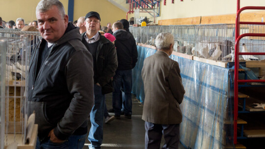 Wystawa Gołębi Rasowych i Ozdobnych po raz ósmy Wystawa Gołębi Rasowych i Ozdobnych po raz ósmy