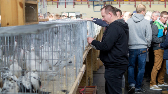 Wystawa Gołębi Rasowych i Ozdobnych po raz ósmy Wystawa Gołębi Rasowych i Ozdobnych po raz ósmy