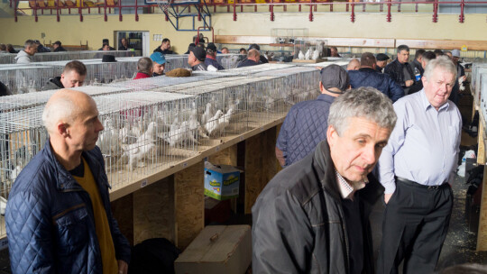 Wystawa Gołębi Rasowych i Ozdobnych po raz ósmy Wystawa Gołębi Rasowych i Ozdobnych po raz ósmy