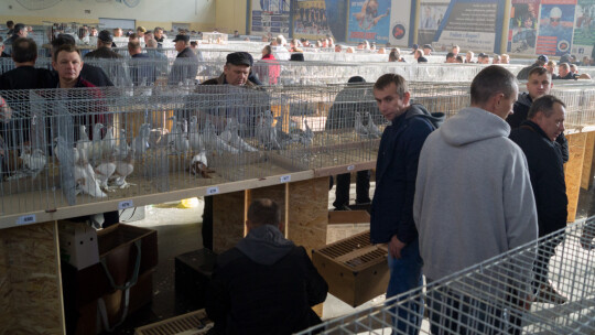 Wystawa Gołębi Rasowych i Ozdobnych po raz ósmy Wystawa Gołębi Rasowych i Ozdobnych po raz ósmy