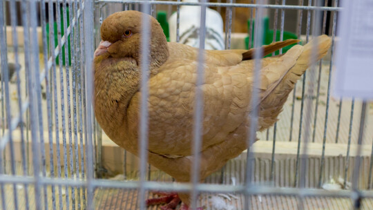 Wystawa Gołębi Rasowych i Ozdobnych po raz ósmy Wystawa Gołębi Rasowych i Ozdobnych po raz ósmy