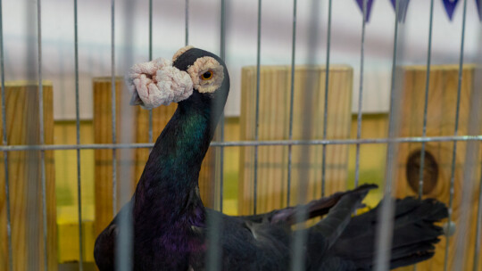 Wystawa Gołębi Rasowych i Ozdobnych po raz ósmy Wystawa Gołębi Rasowych i Ozdobnych po raz ósmy