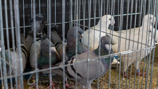 Wystawa Gołębi Rasowych i Ozdobnych po raz ósmy Wystawa Gołębi Rasowych i Ozdobnych po raz ósmy